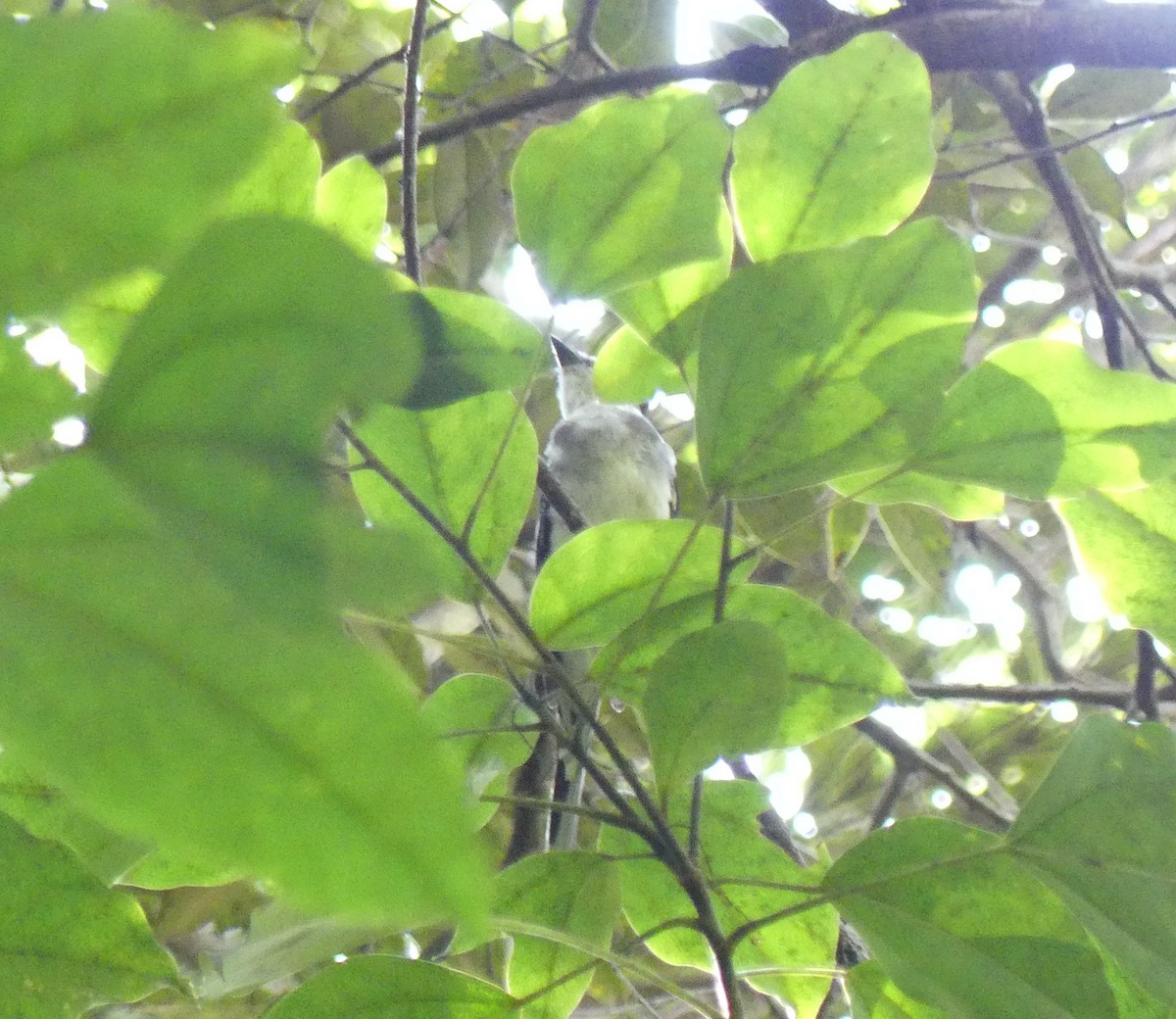 Ryukyu Minivet - ML641695541