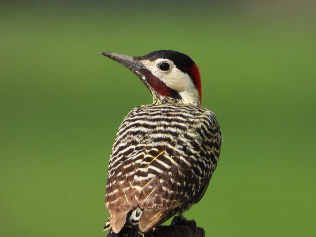 Green-barred Woodpecker - ML641695565