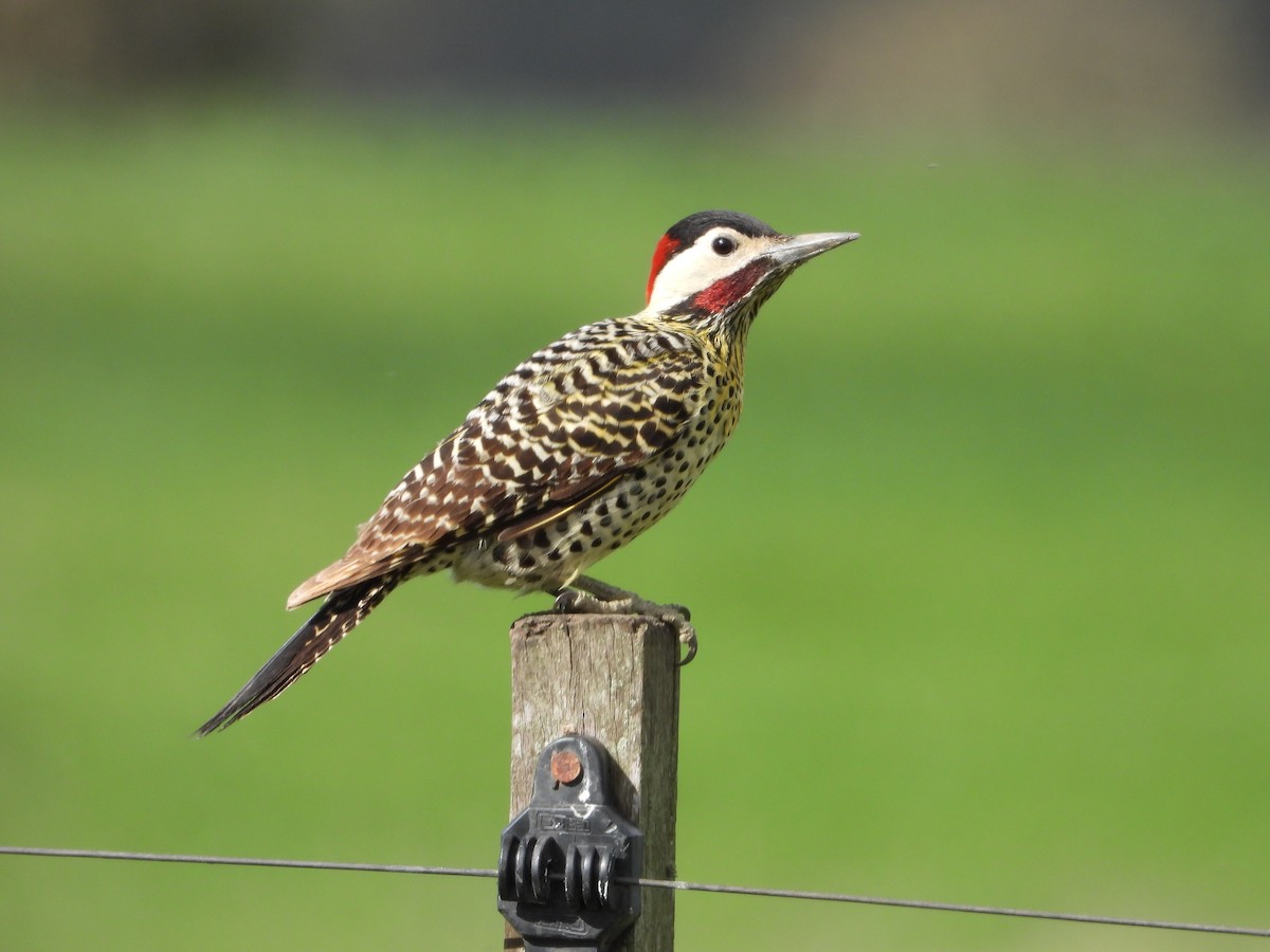 Green-barred Woodpecker - ML641695572
