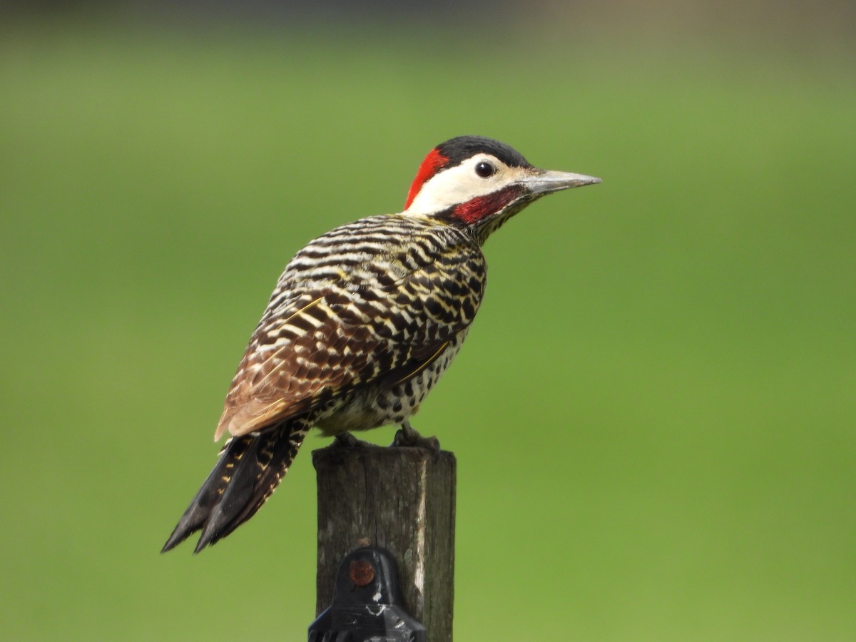 Green-barred Woodpecker - ML641695573