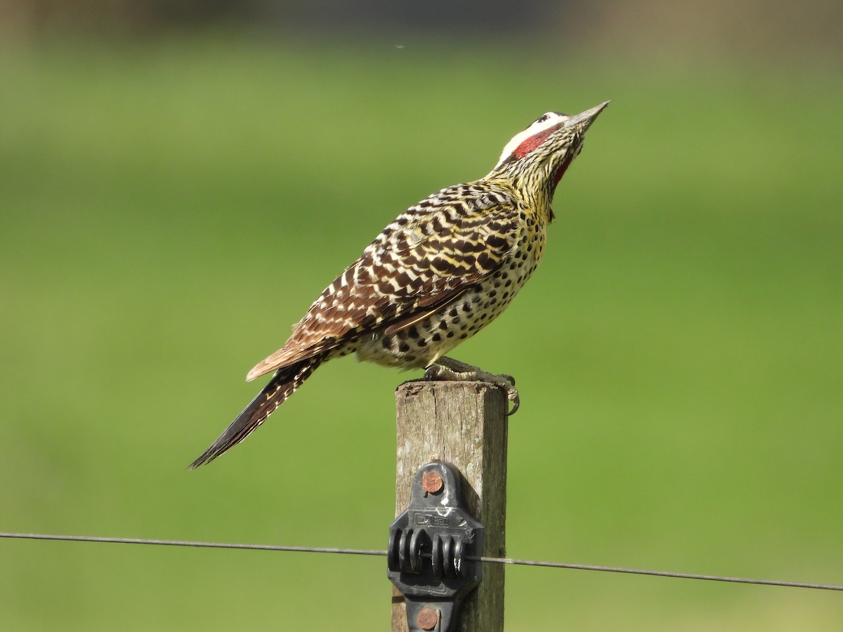 Green-barred Woodpecker - ML641695574