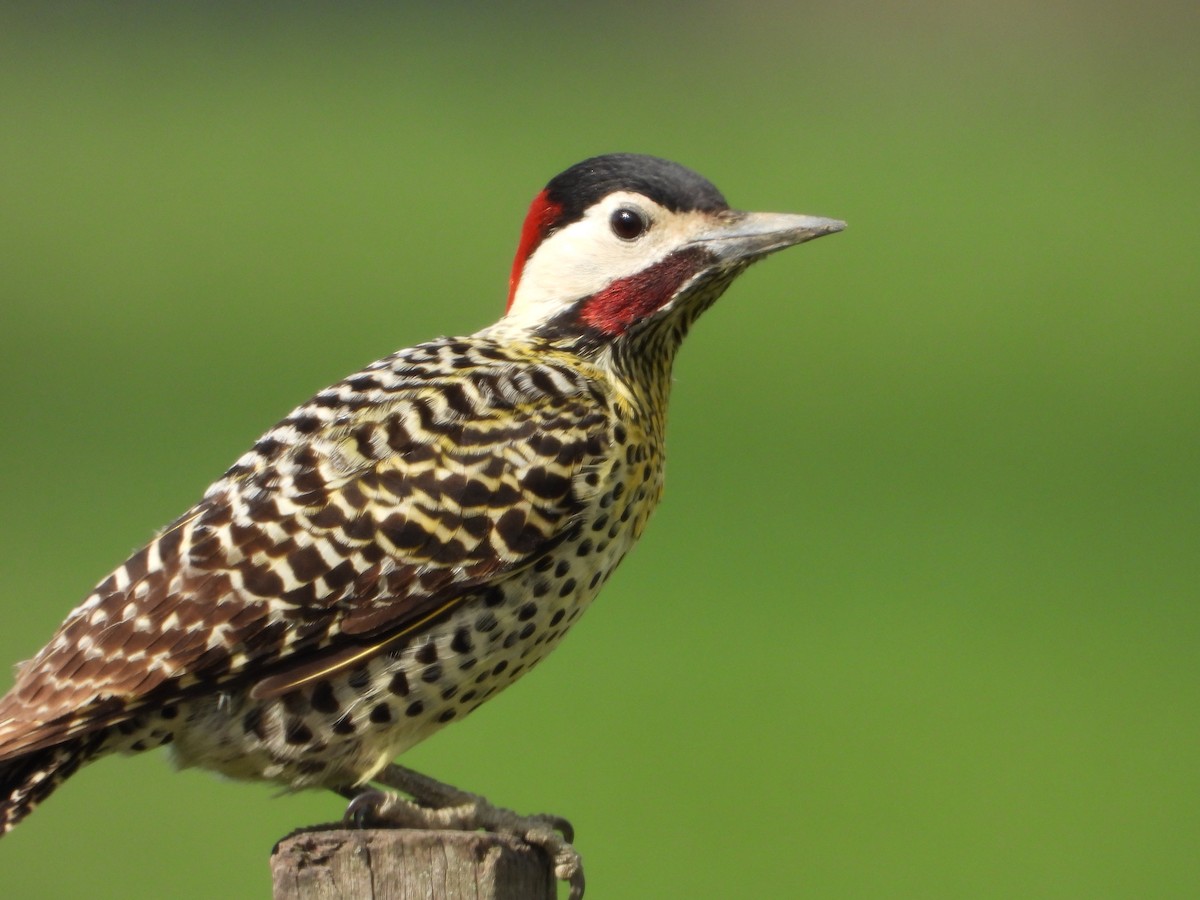 Green-barred Woodpecker - ML641695575