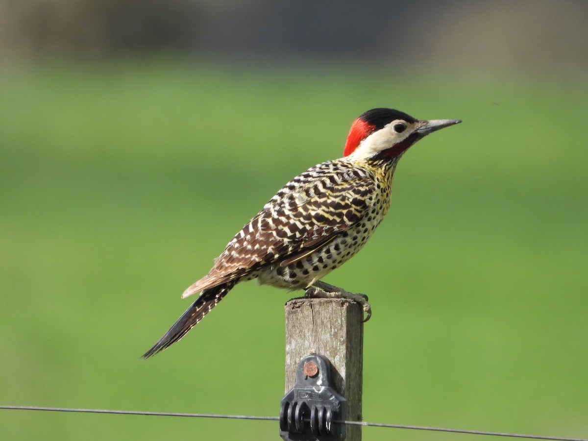 Green-barred Woodpecker - ML641695576