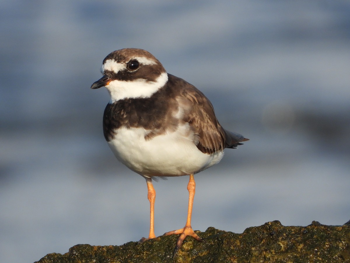 ML641695591 - Common Ringed Plover - Macaulay Library
