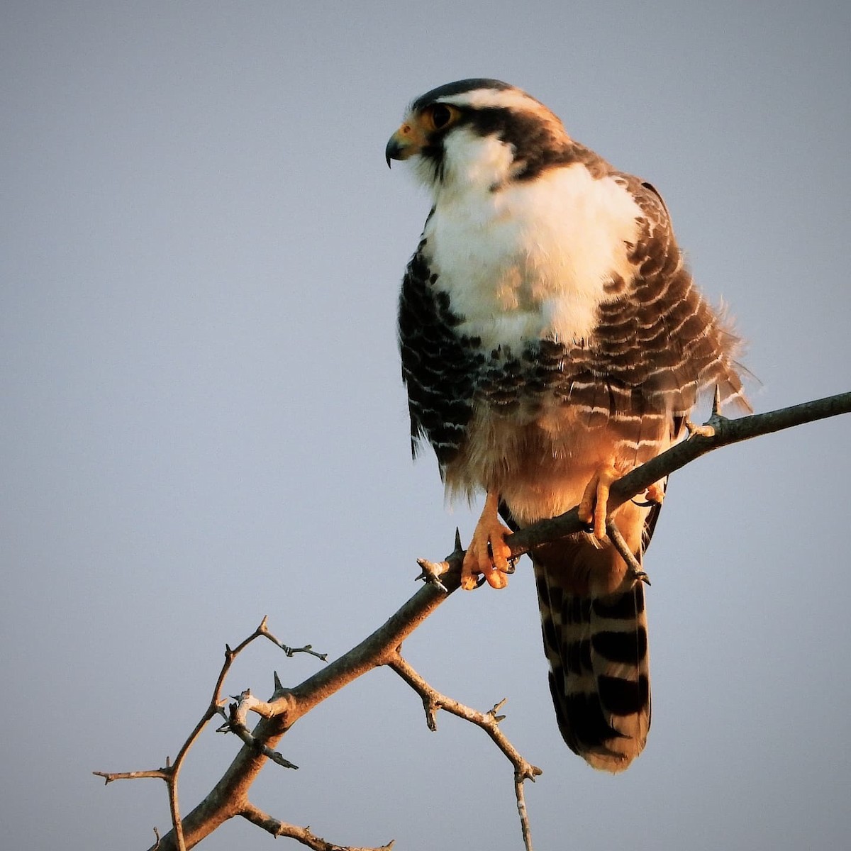 Aplomado Falcon - ML641695619