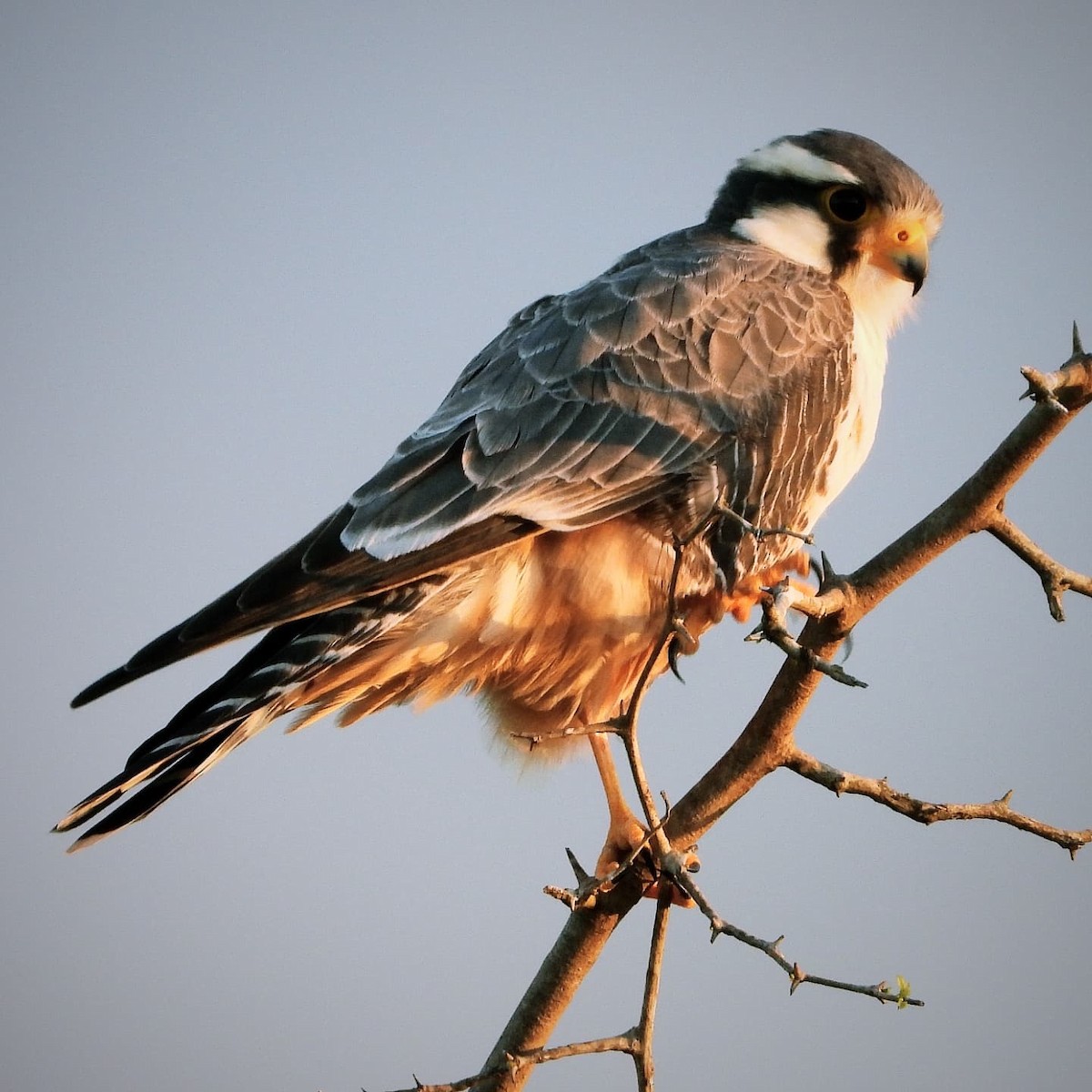 Aplomado Falcon - ML641695621