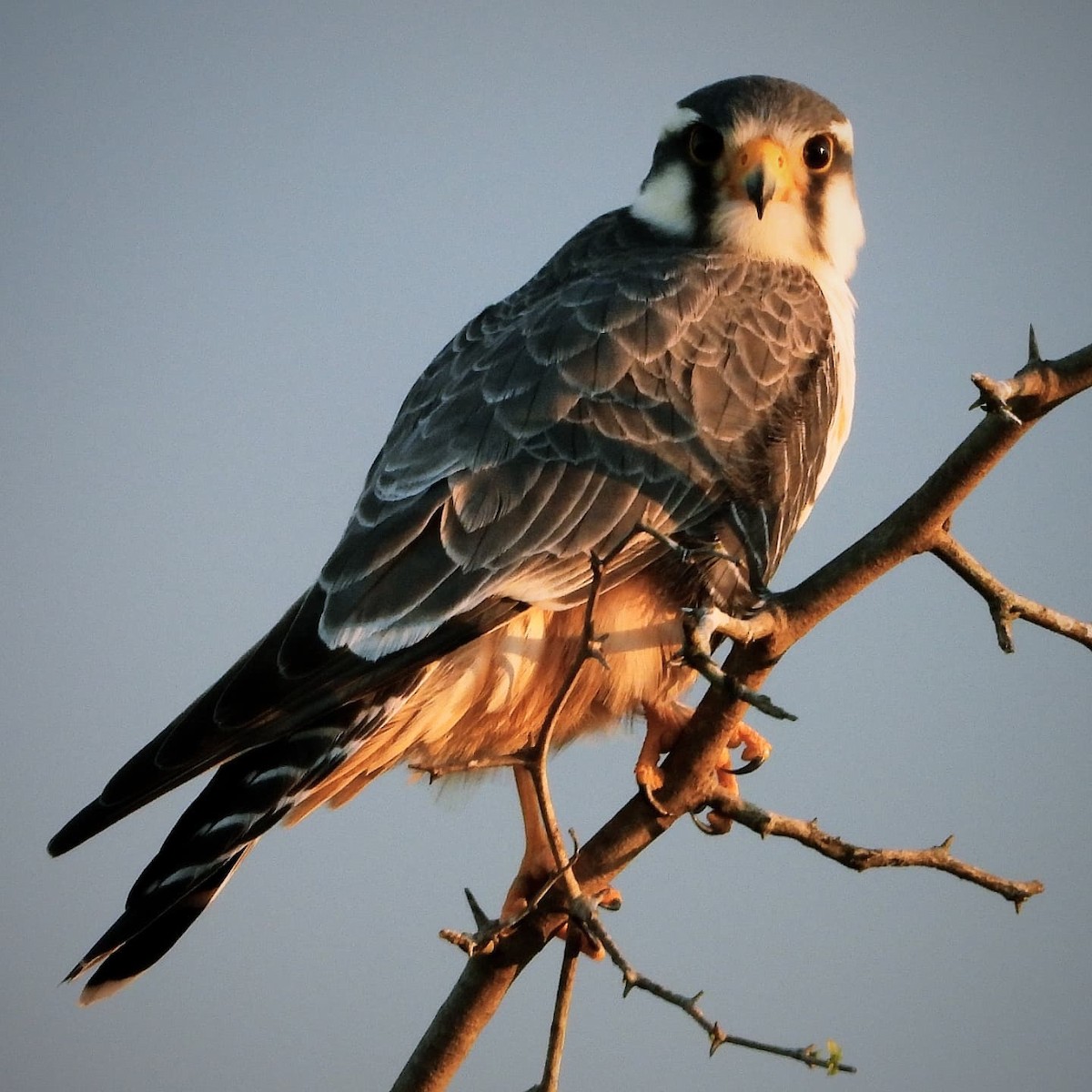 Aplomado Falcon - ML641695622