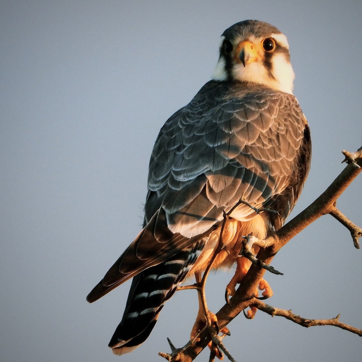 Aplomado Falcon - ML641695623
