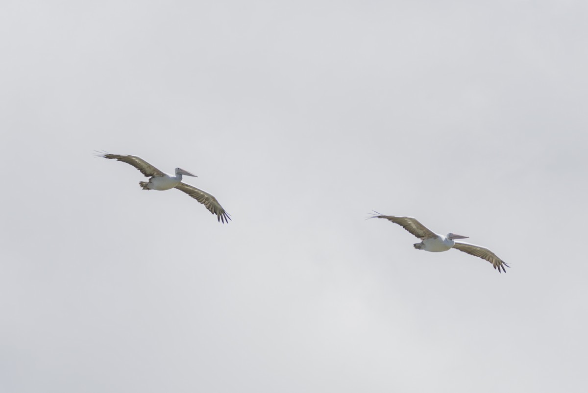 Spot-billed Pelican - ML641695671