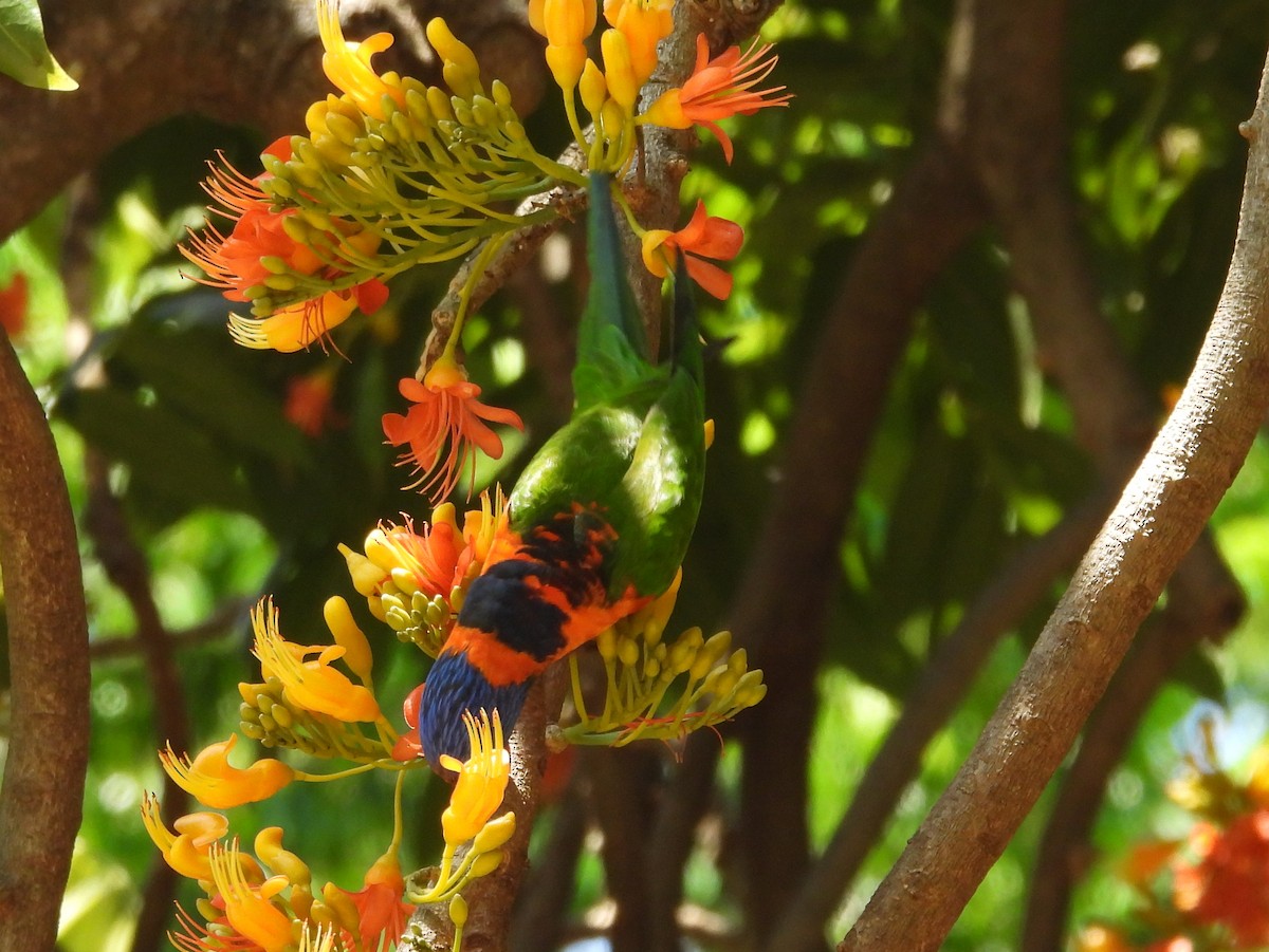 Red-collared Lorikeet - ML641695673