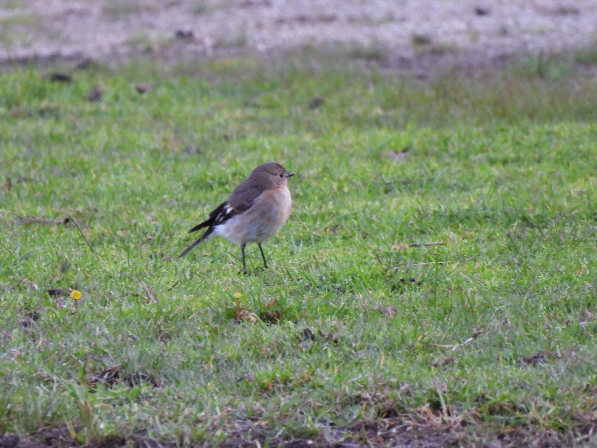 Flame Robin - ML641695674