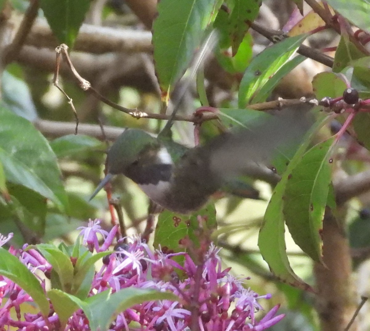 Volcano Hummingbird - ML641695683