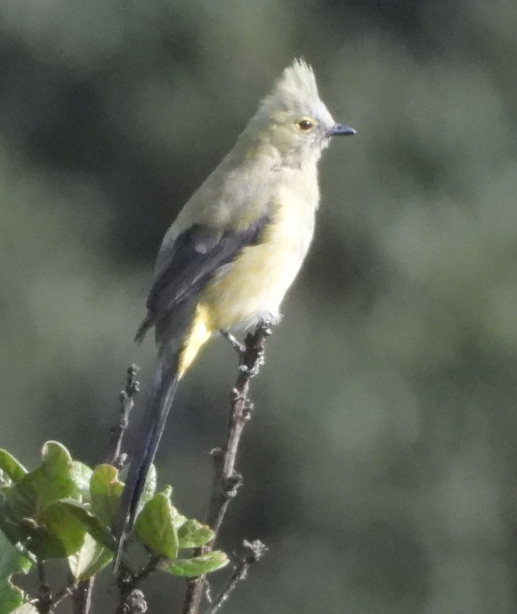 Long-tailed Silky-flycatcher - ML641695685