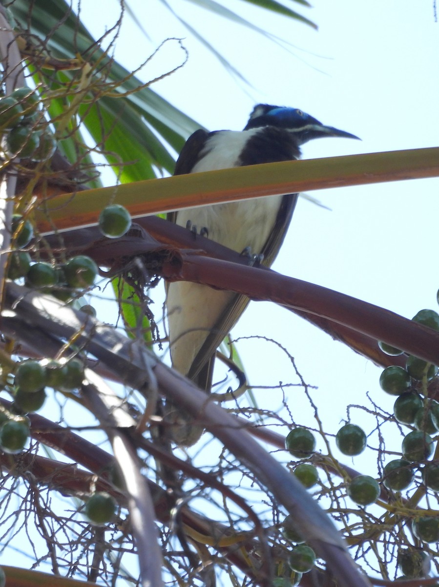 アオツラミツスイ（albipennis） - ML641695686