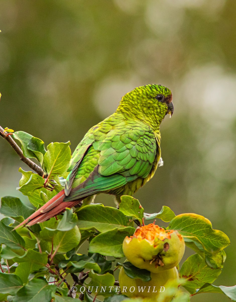 Austral Parakeet - ML641695694