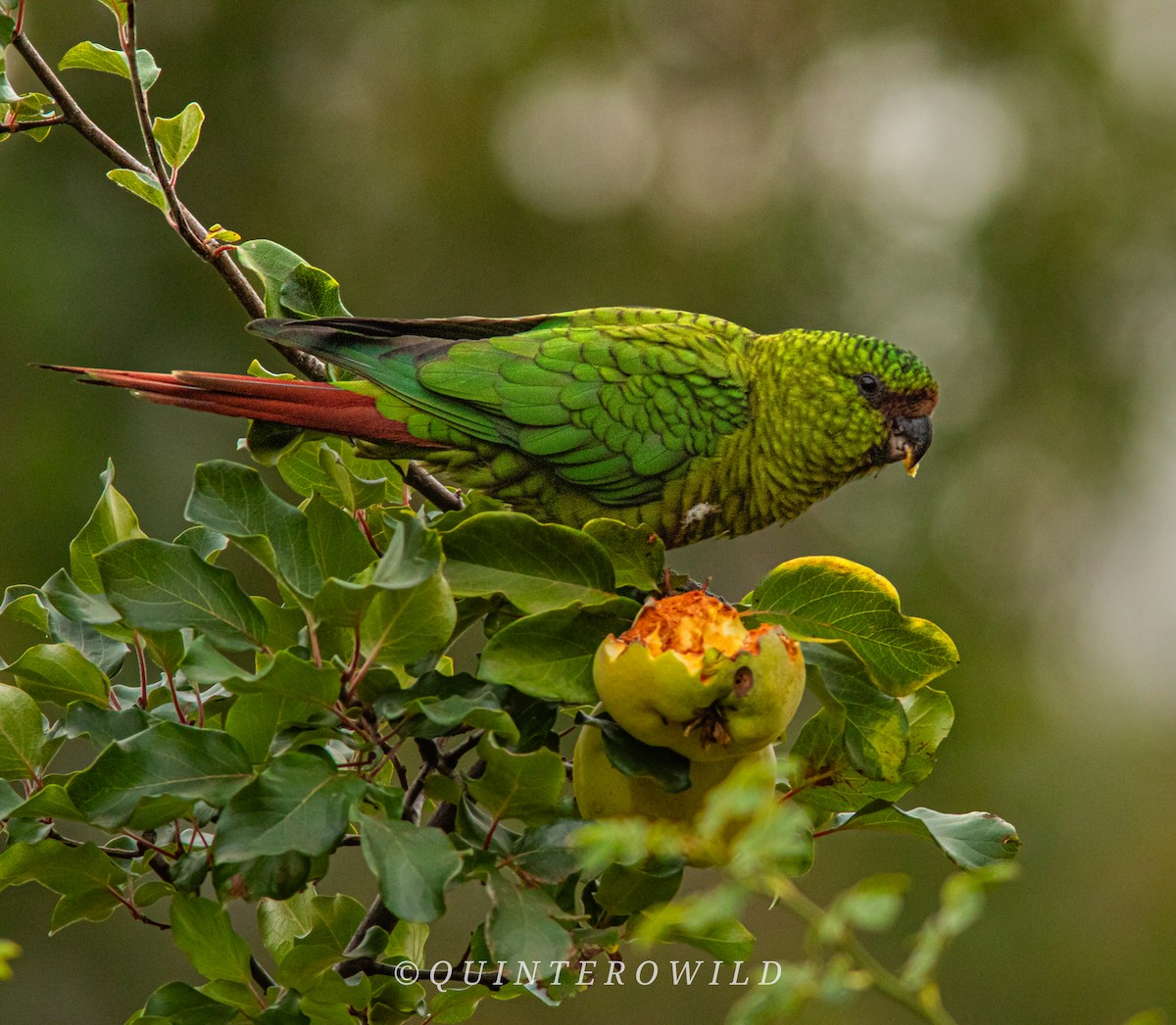 Austral Parakeet - ML641695695