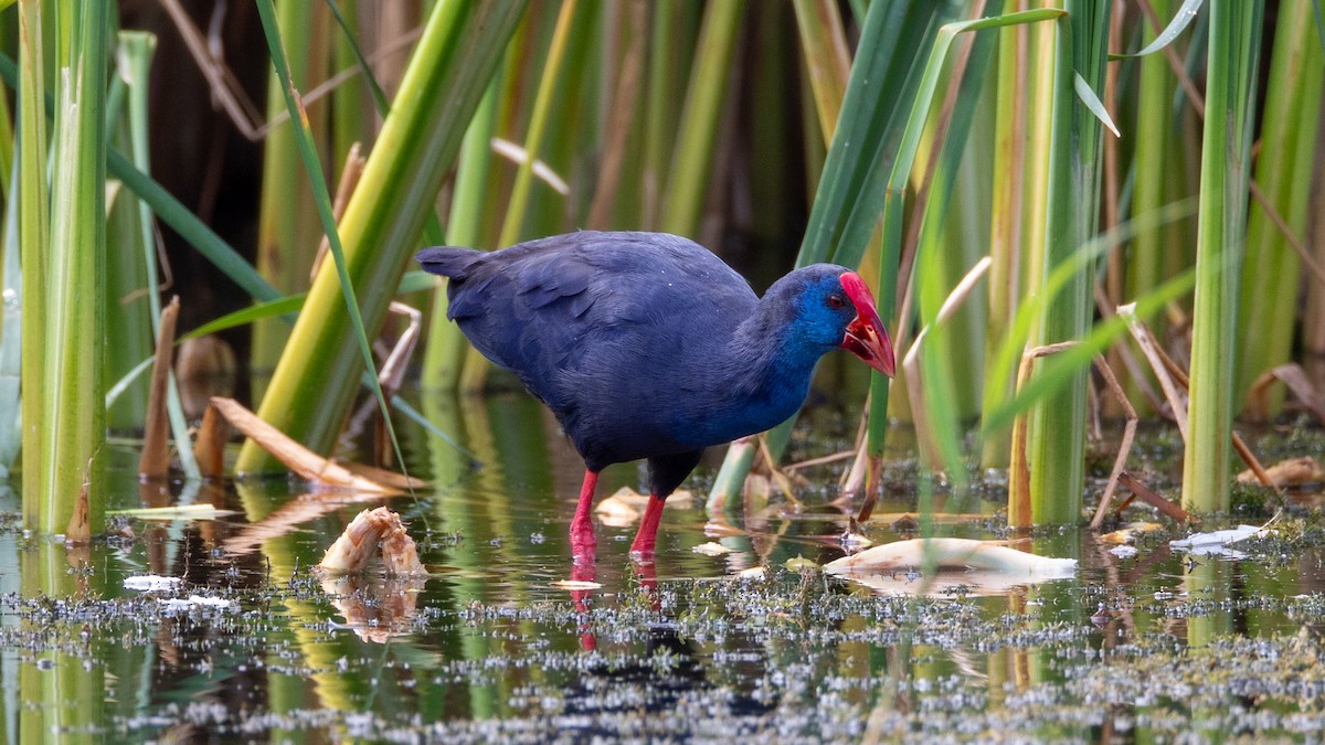 Western Swamphen - ML641695728
