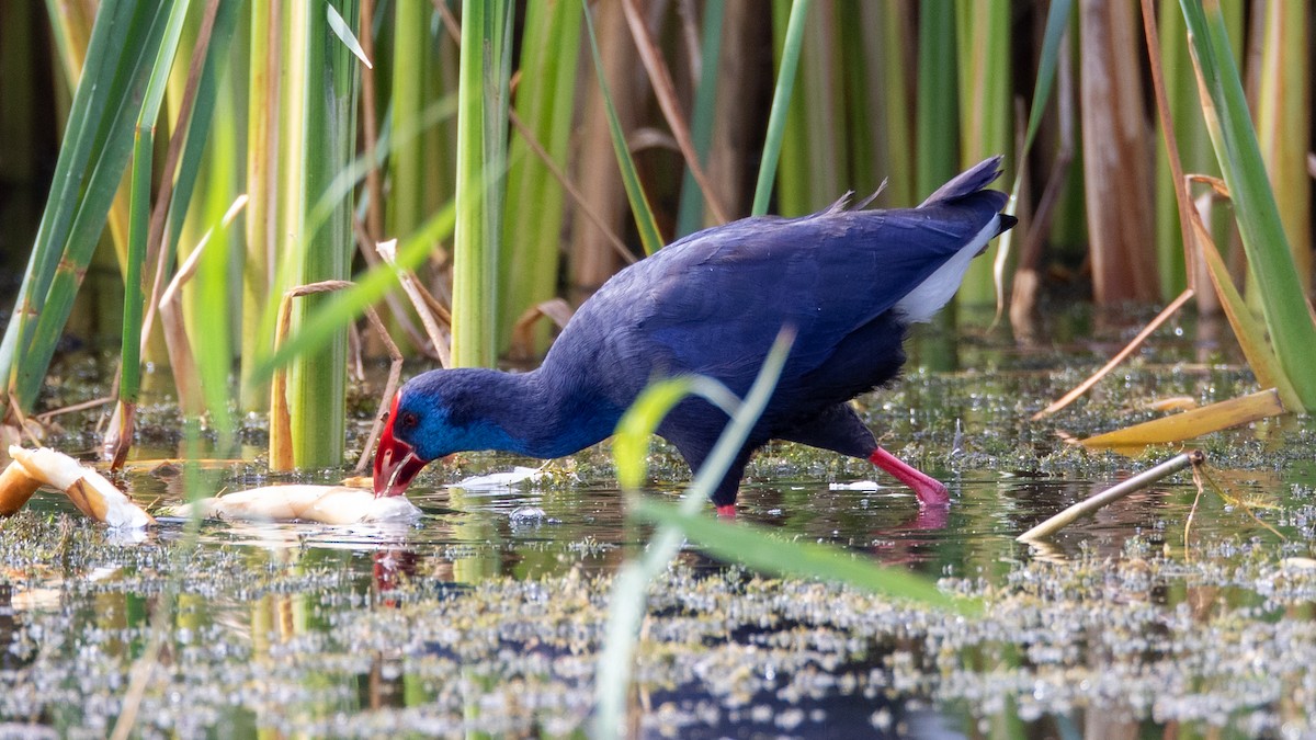 Western Swamphen - ML641695734