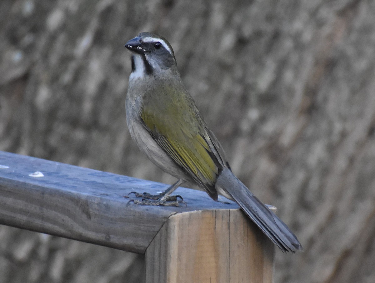 Green-winged Saltator - ML641695738