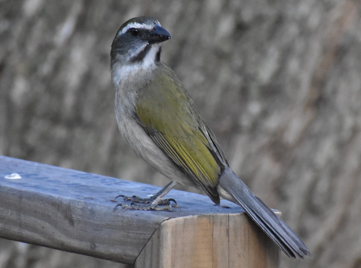 Green-winged Saltator - ML641695751