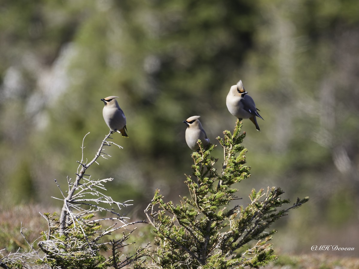 Bohemian Waxwing - ML641695761