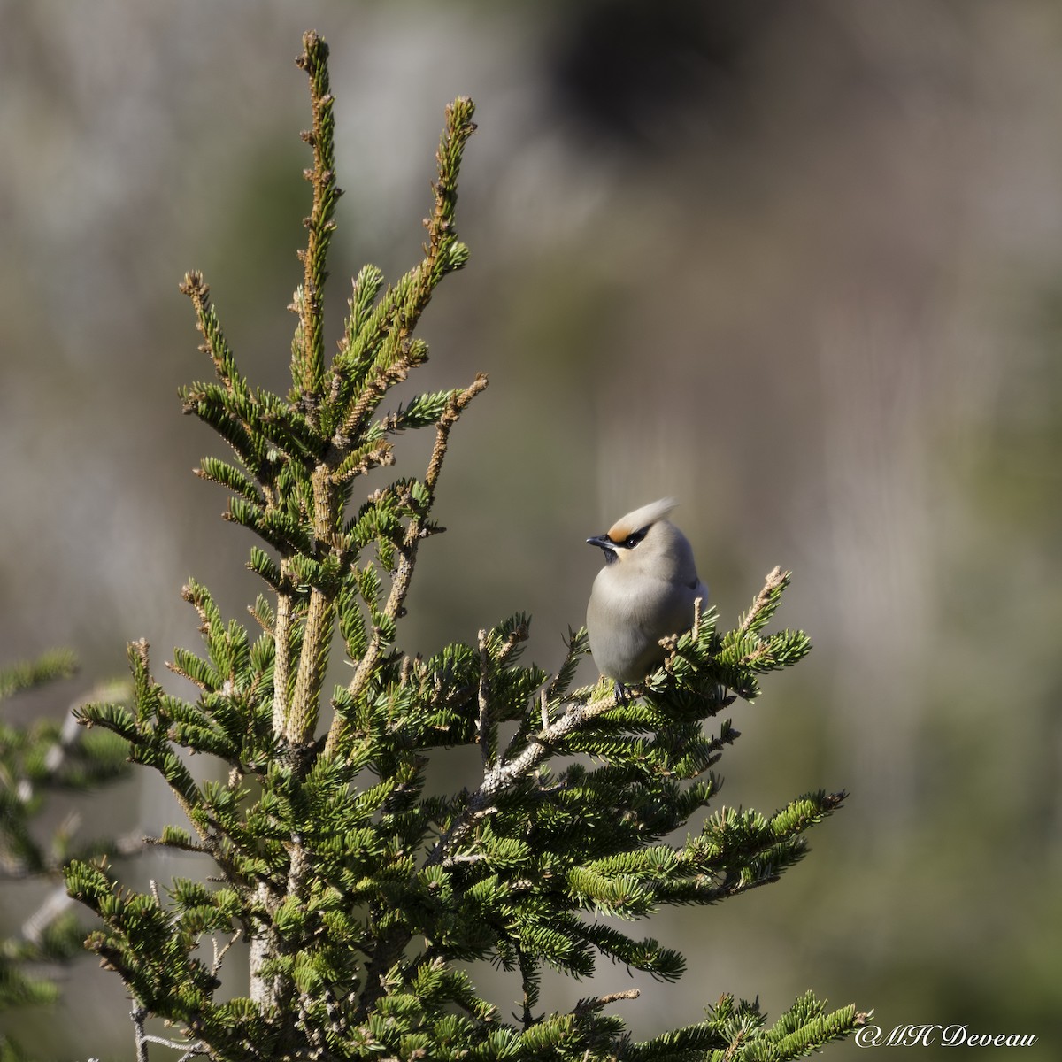 Bohemian Waxwing - ML641695799