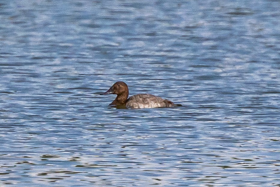 Canvasback - ML641695801