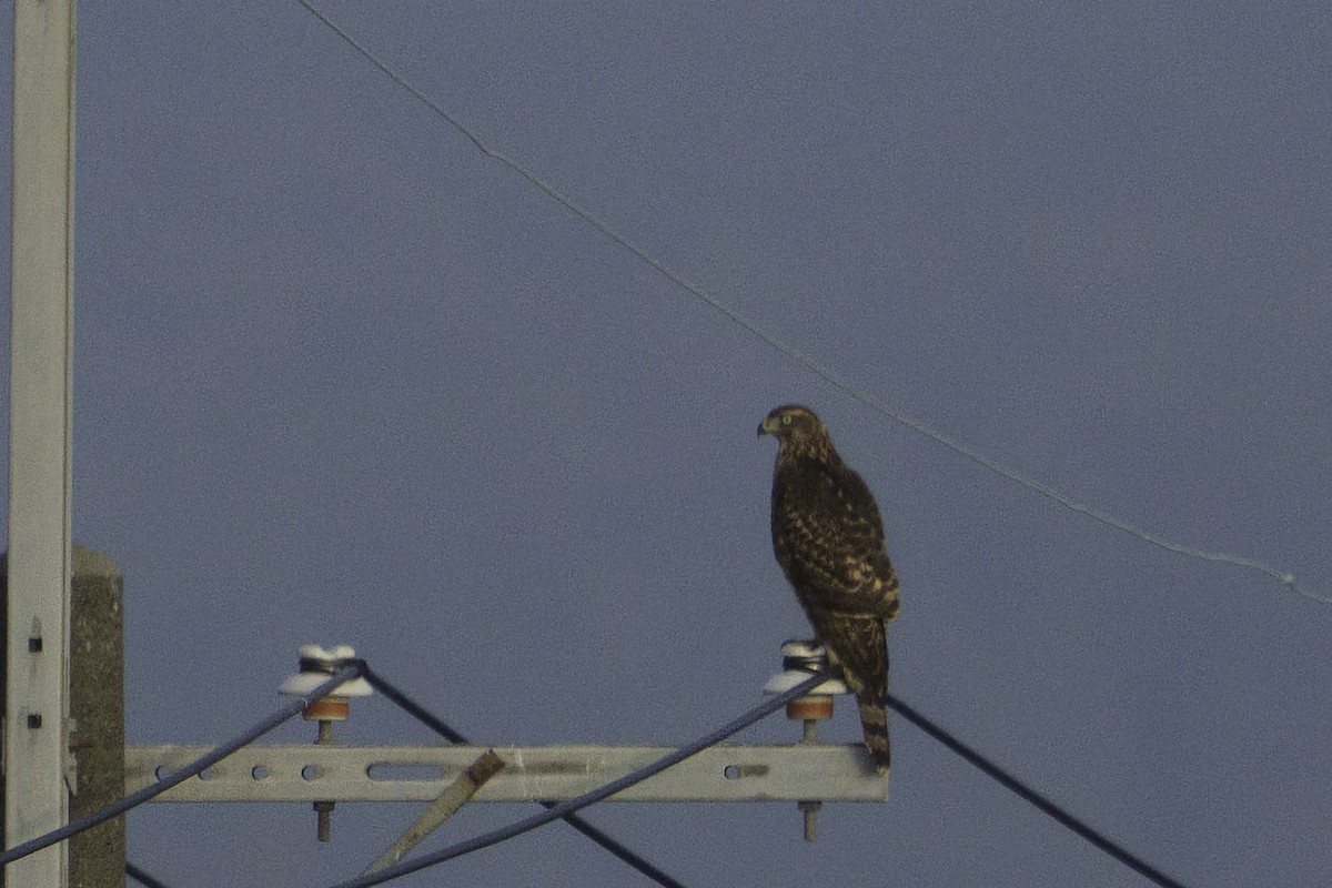 Eurasian Goshawk - ML641695809