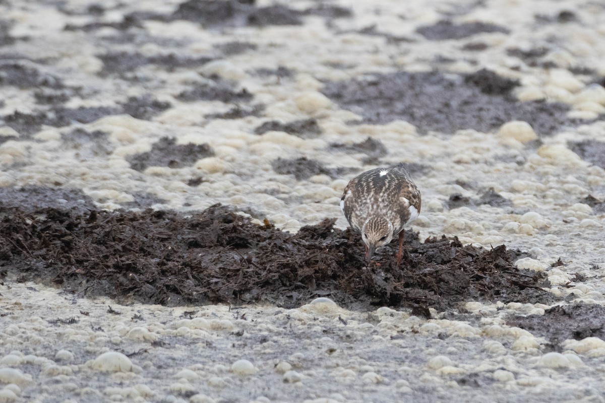 Ruddy Turnstone - ML641695830
