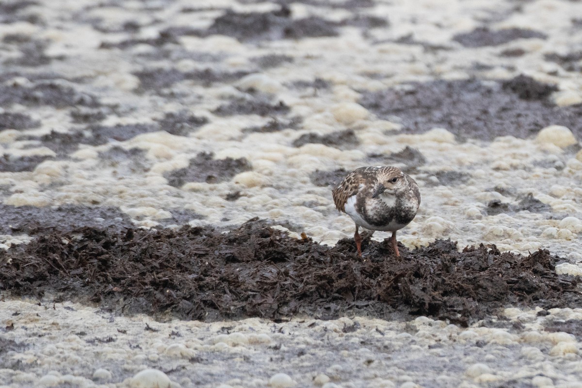 Ruddy Turnstone - ML641695831