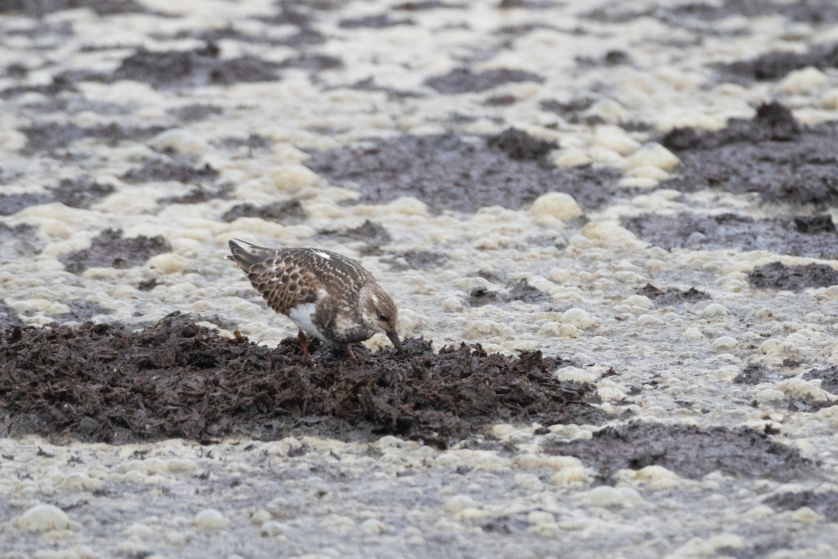 Ruddy Turnstone - ML641695832