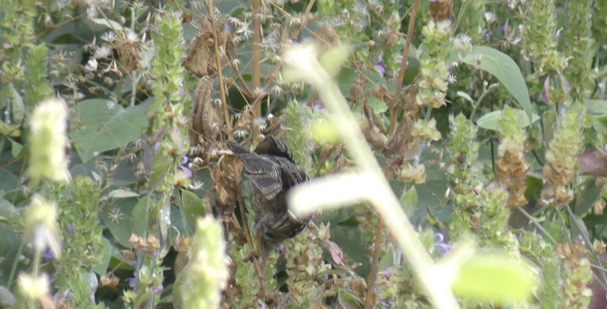 Fasciated Wren - ML641695833