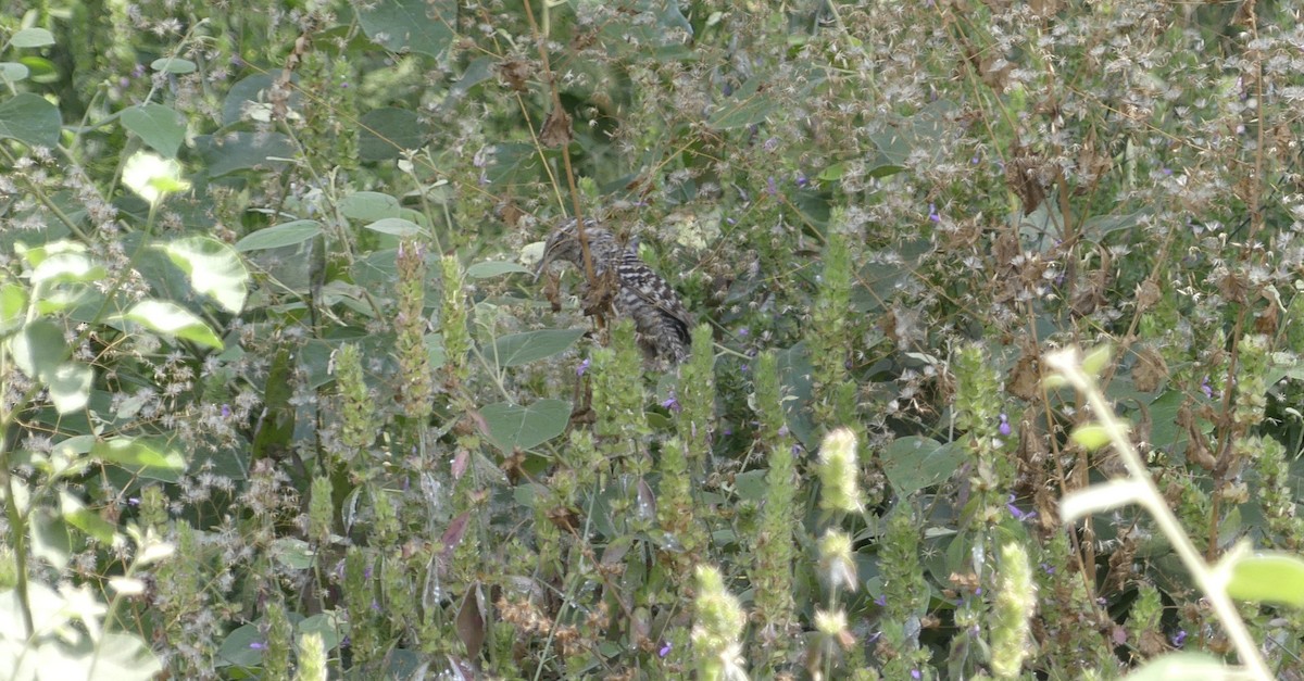 Fasciated Wren - ML641695834