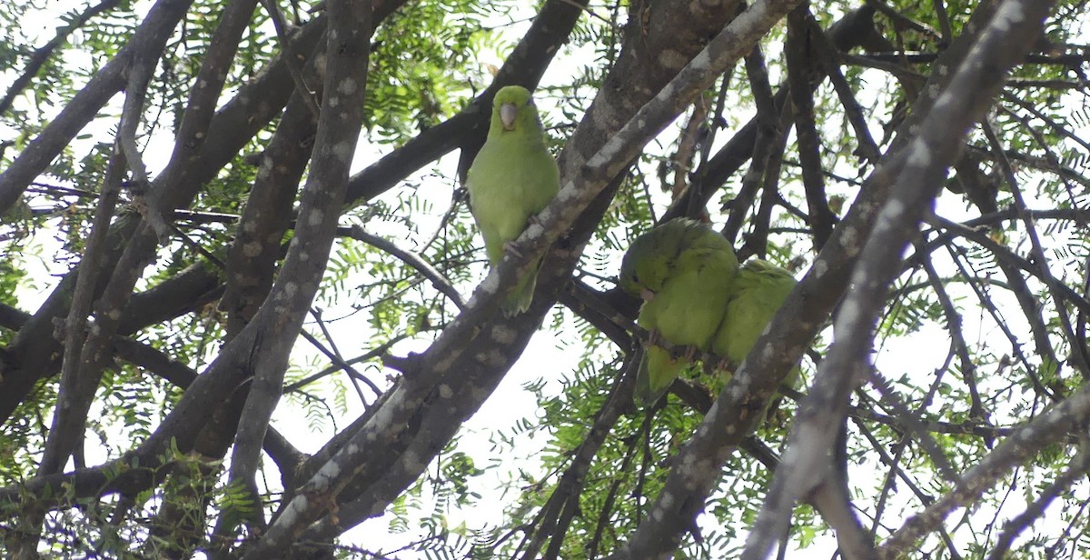 Pacific Parrotlet - ML641695839