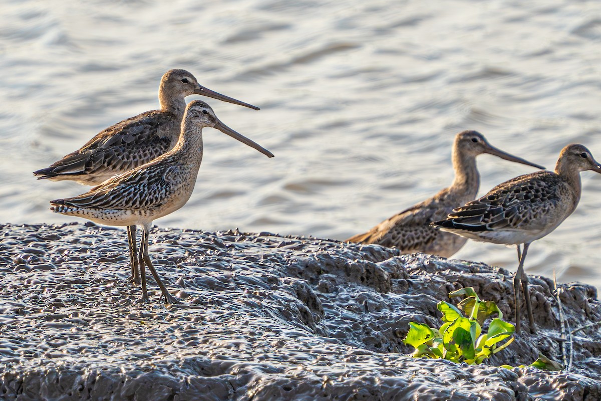 Asian Dowitcher - ML641695896
