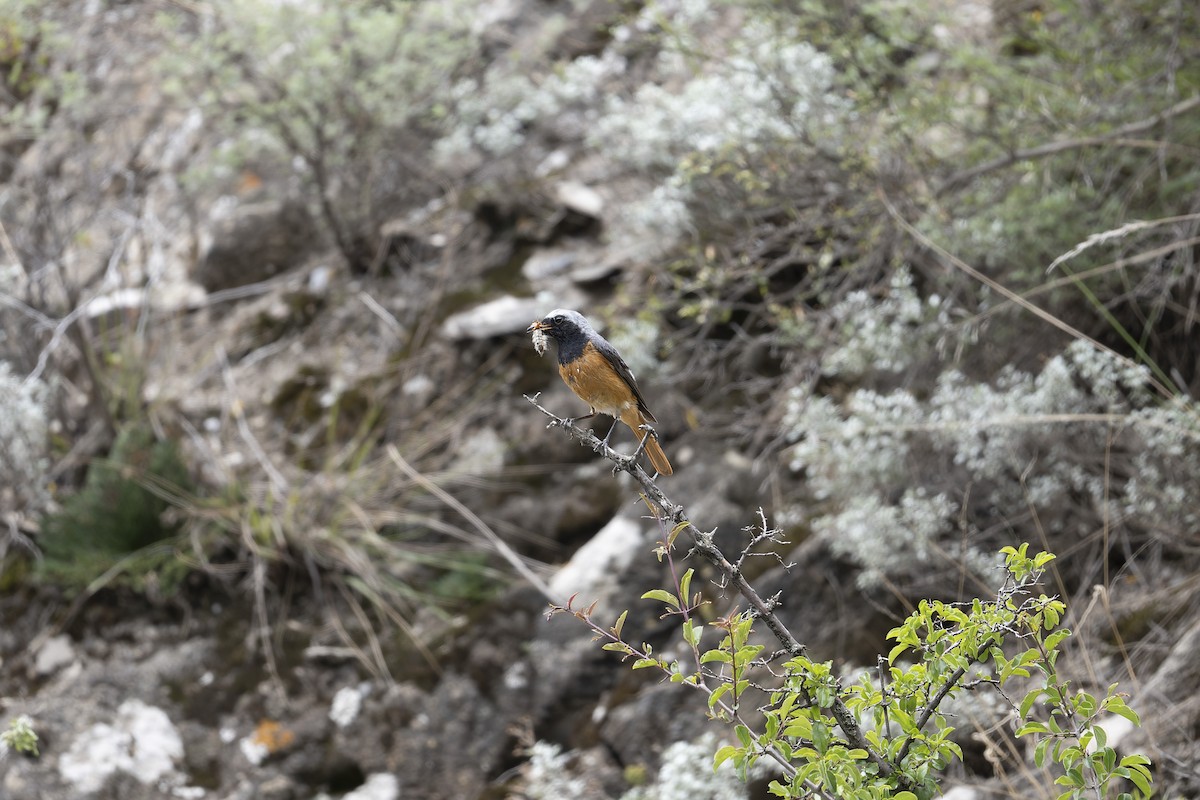 Hodgson's Redstart - ML641695897