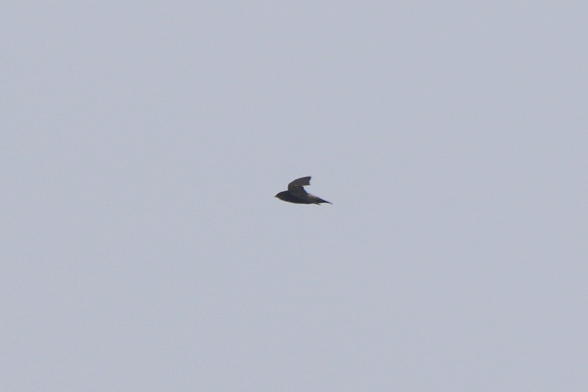 selvasseiler - ML641695915