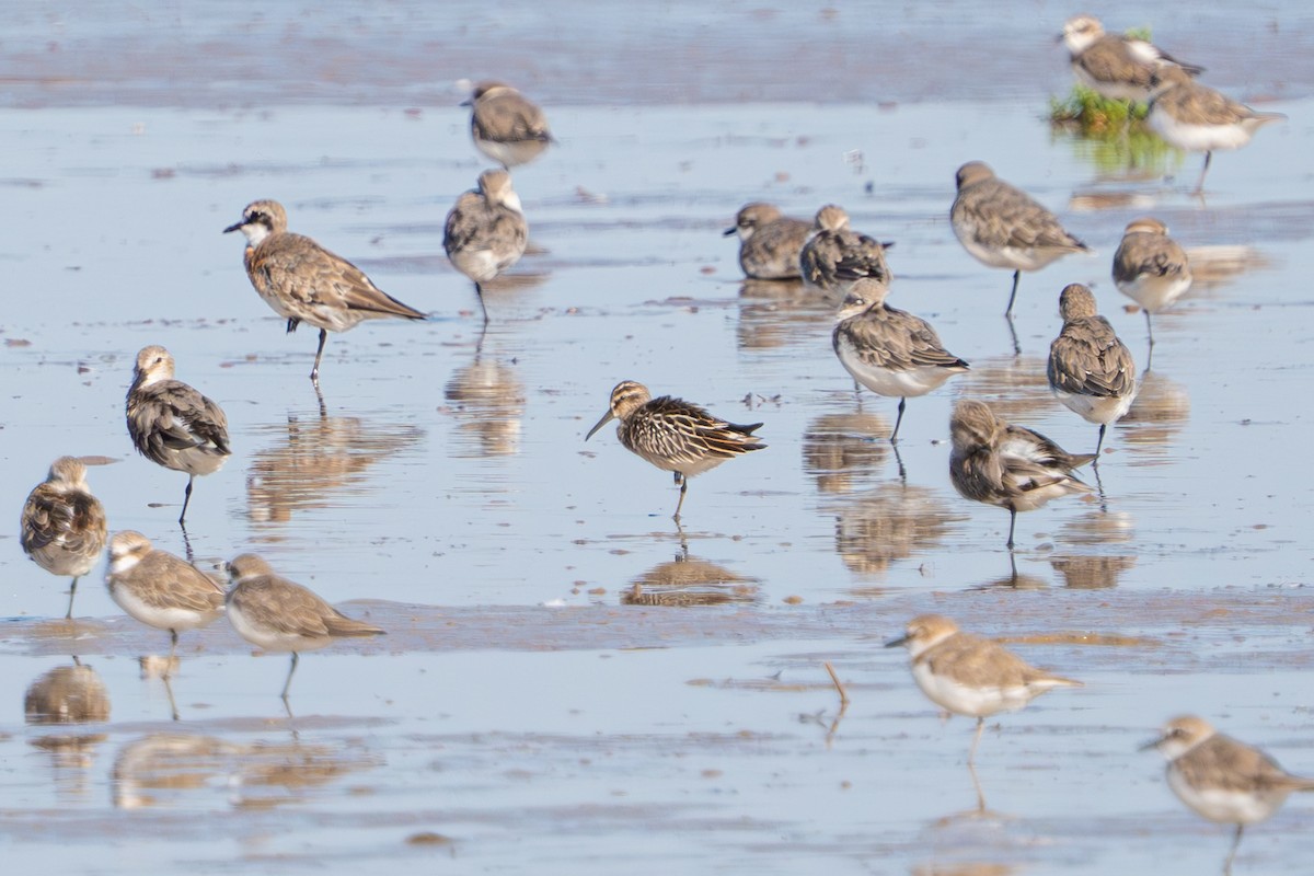Broad-billed Sandpiper - ML641695917