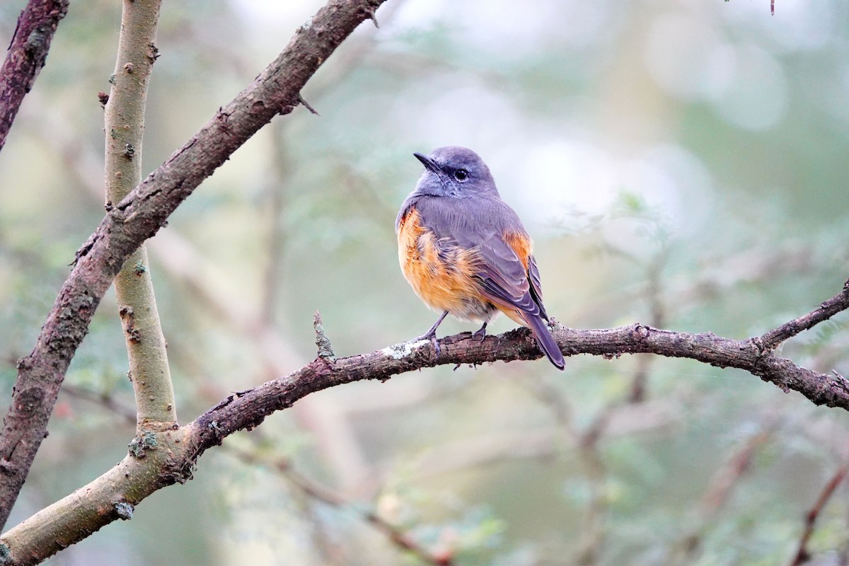 Little Rock-Thrush - ML641695922