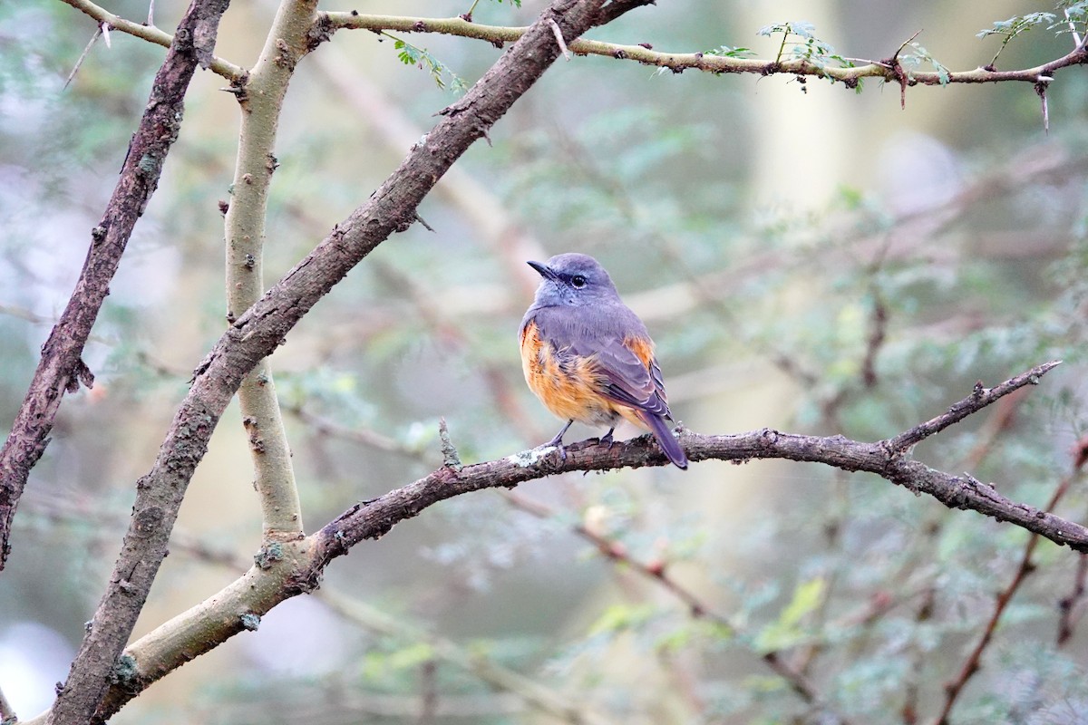 Little Rock-Thrush - ML641695923