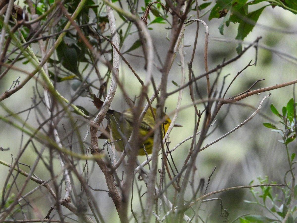 Prairie Warbler - ML641695925