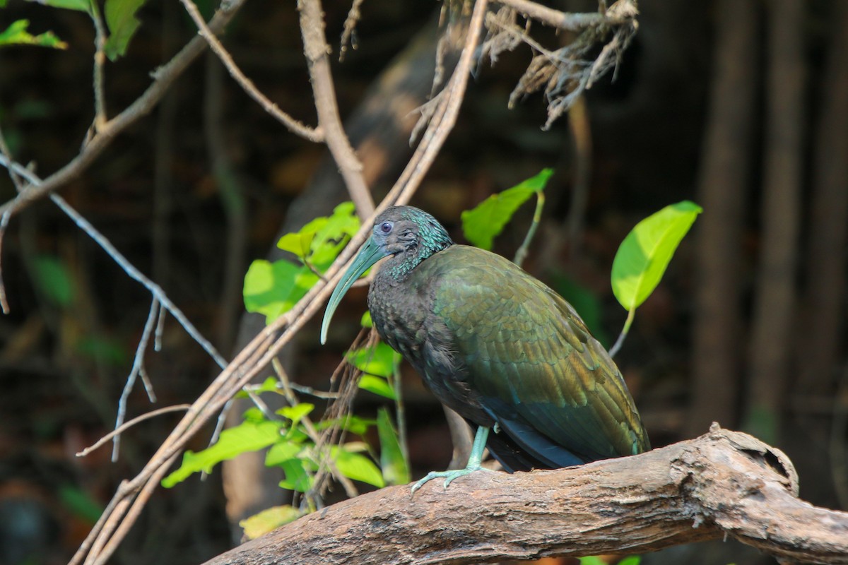 Green Ibis - ML641695962