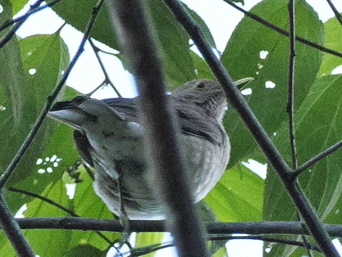 Ecuadorian Thrush - ML641695970