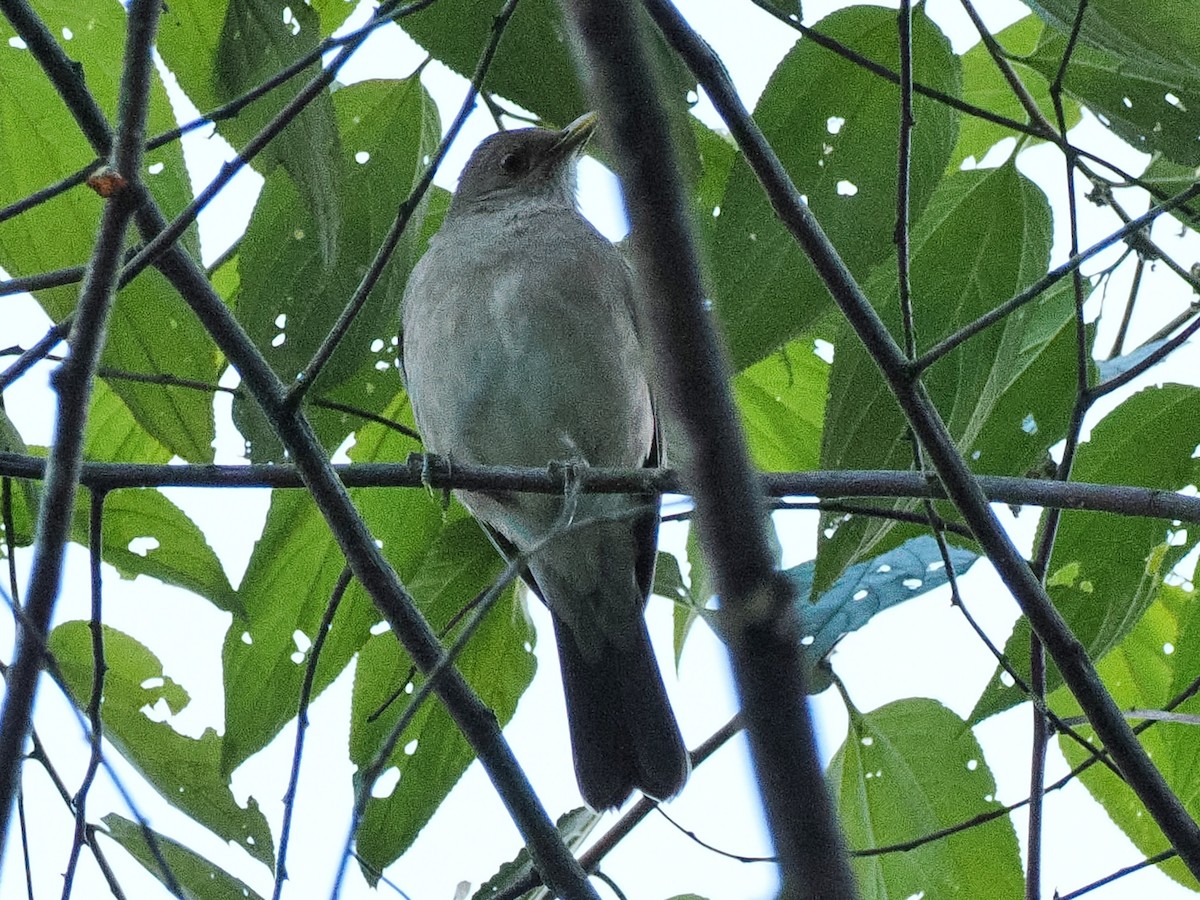 Ecuadorian Thrush - ML641695972