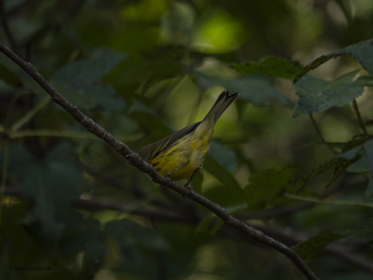 new world warbler sp. - ML641695992