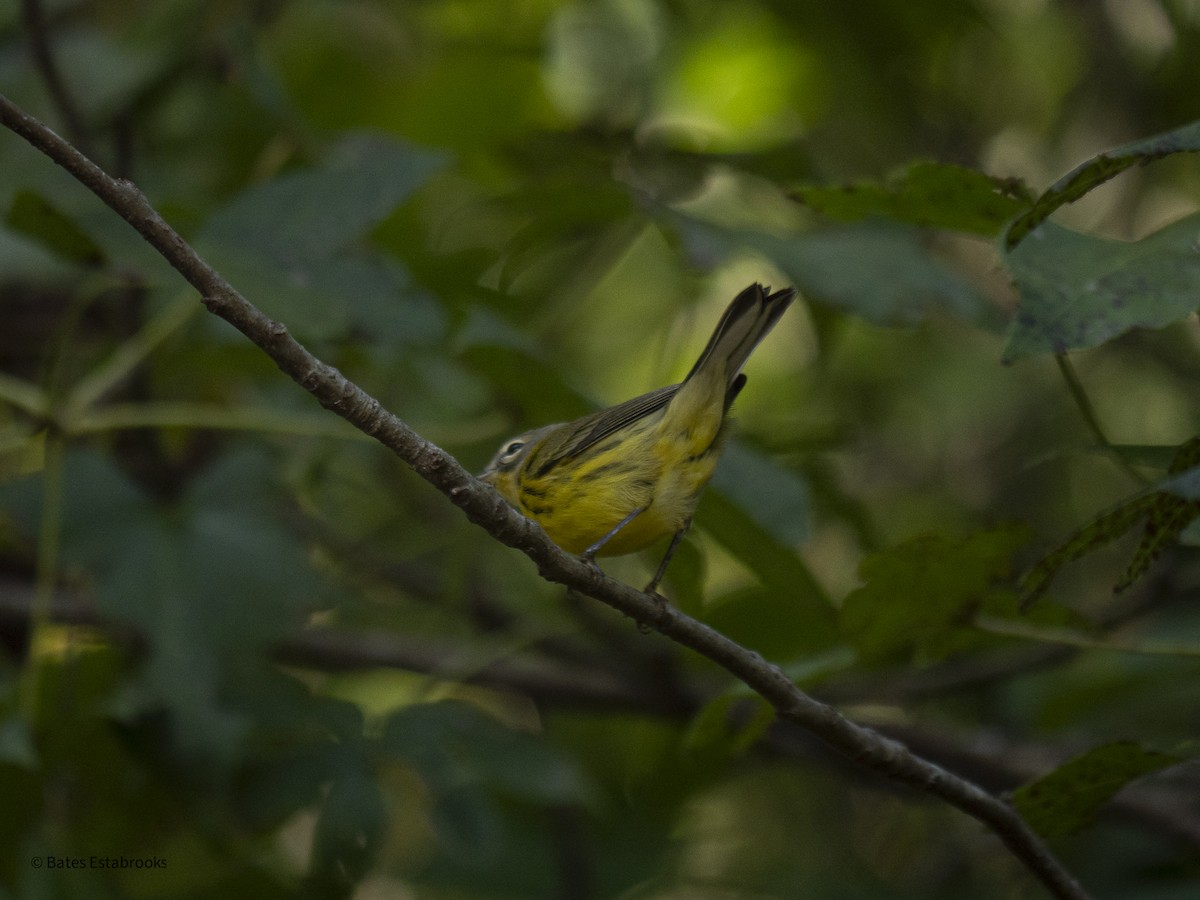 new world warbler sp. - ML641695993