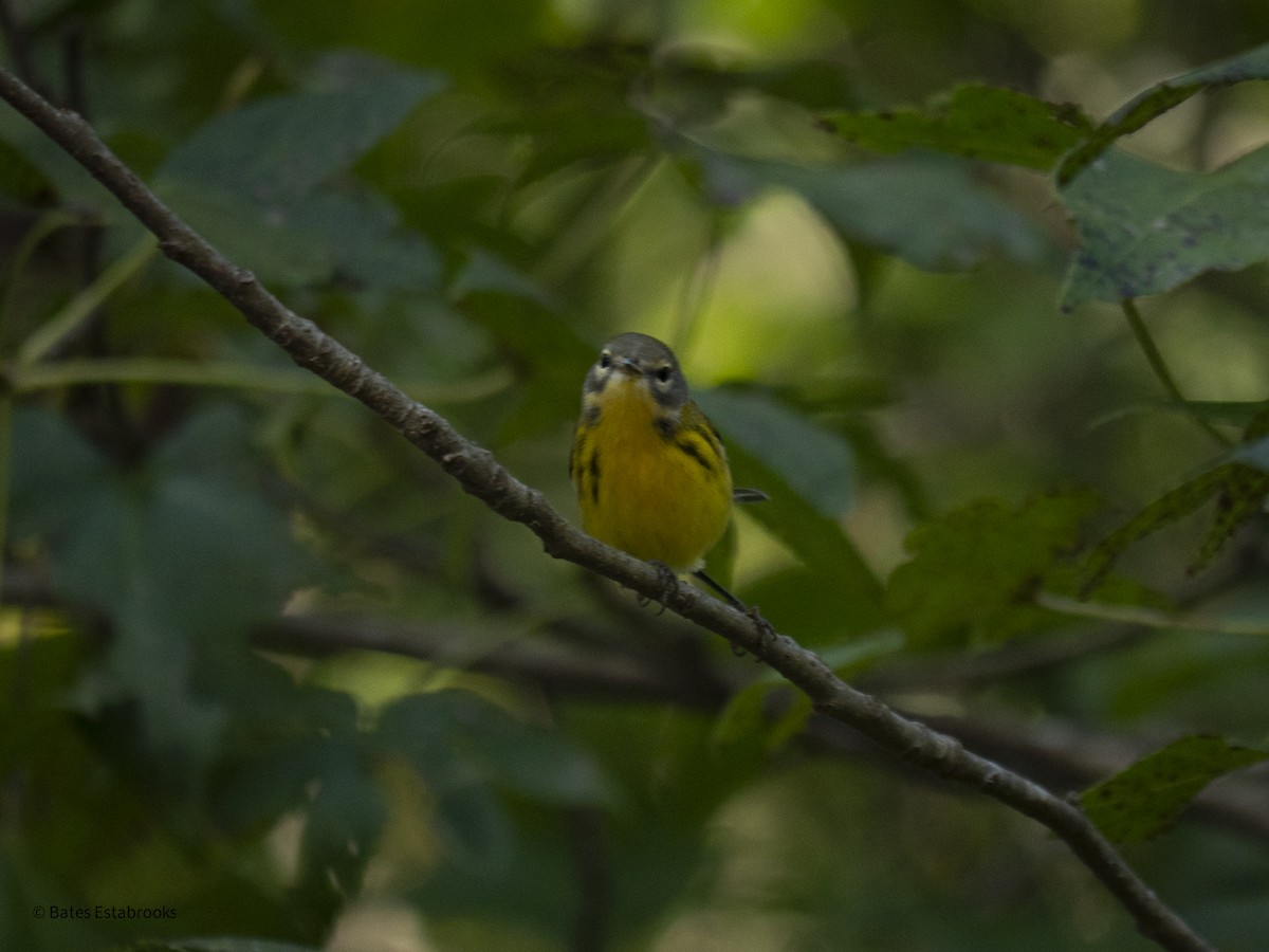 new world warbler sp. - ML641695994