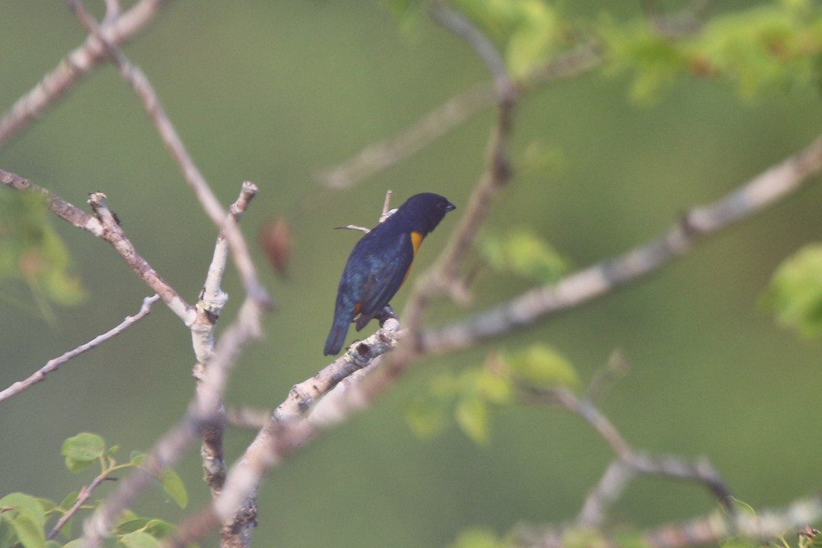 Rufous-bellied Euphonia - ML641696004
