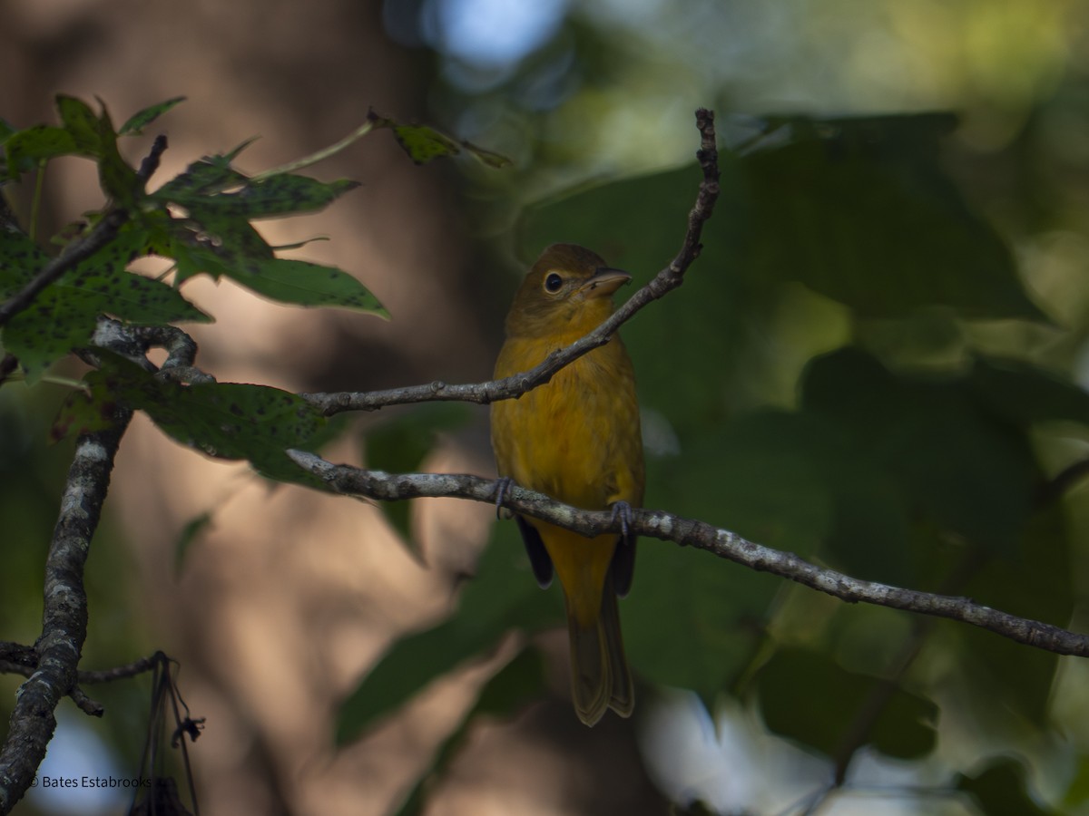 Summer Tanager - ML641696009