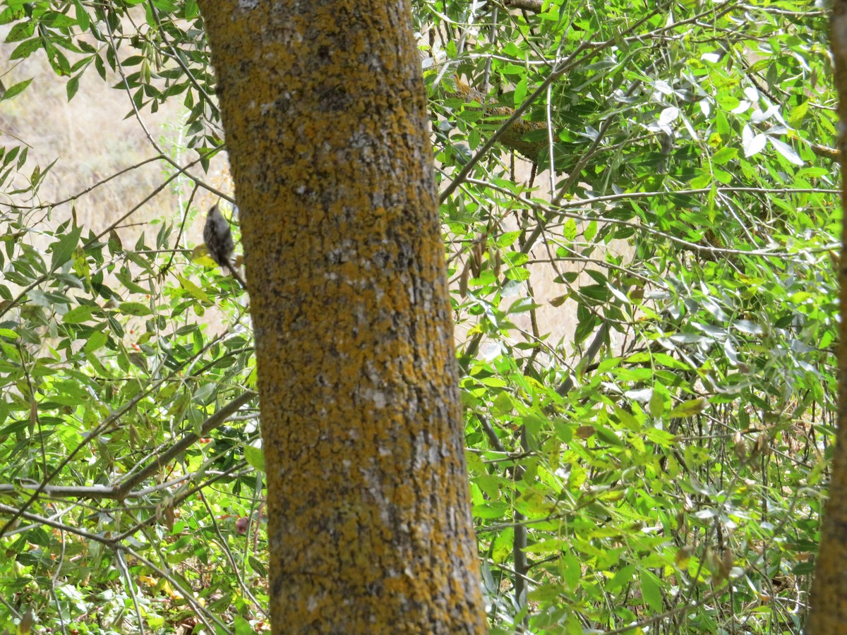 Short-toed Treecreeper - ML641696055